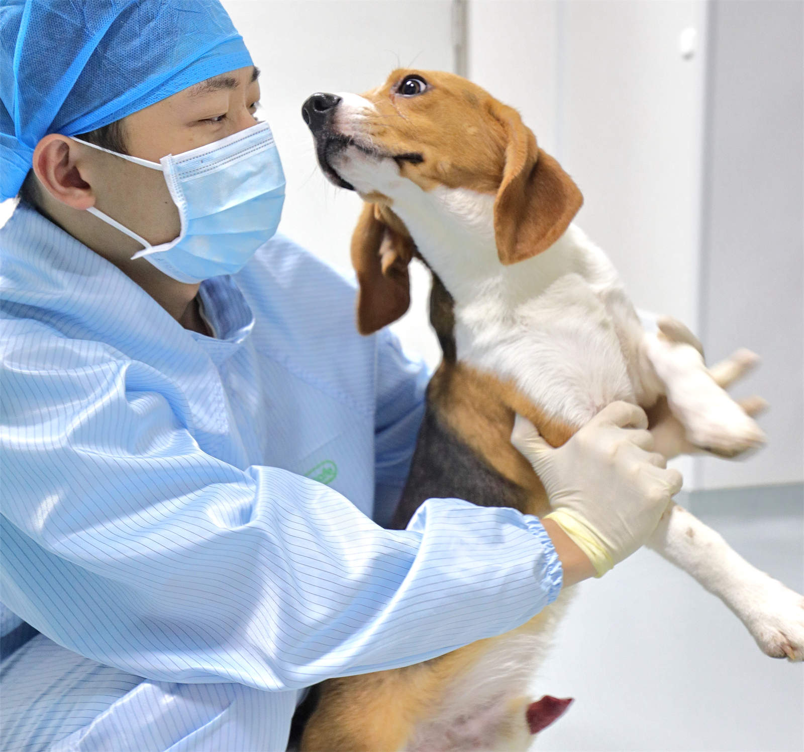 犬